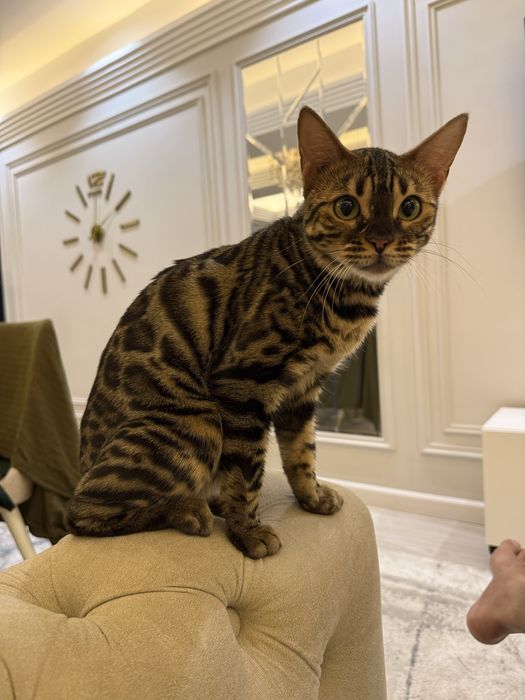 Бенгальская кошечка