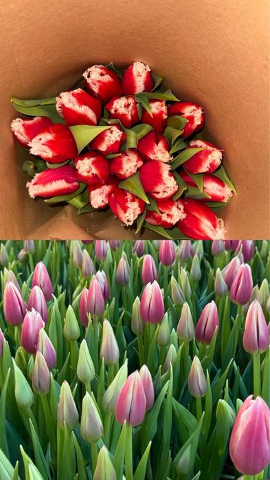 Тюльпаны по 650 крупные