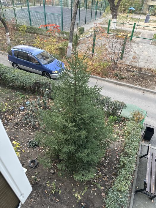 Продам живую елку