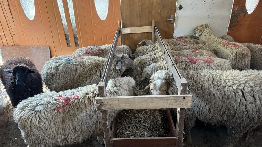 Қой сатамын, жемде тұрған, семіз.