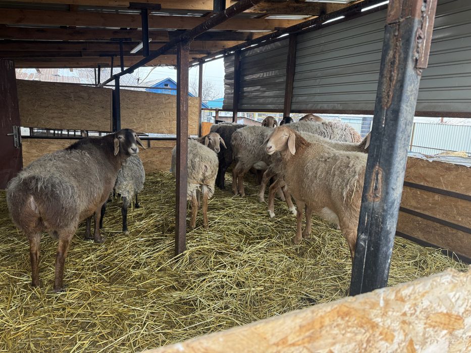 Продам овец арашанской породы.