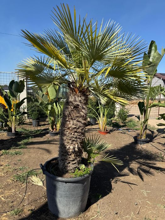 Palmieri Sterlitzia Leandri