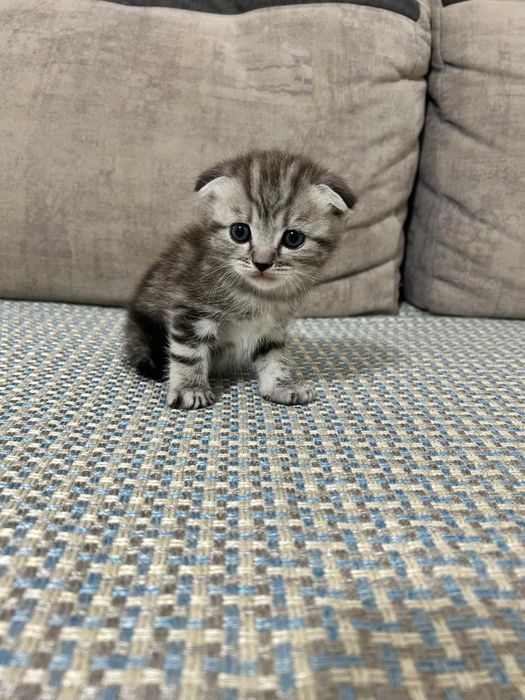 Продаётся вислоухая шотландская девочка