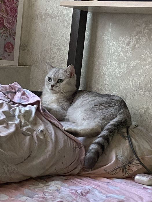 Продам британских котят