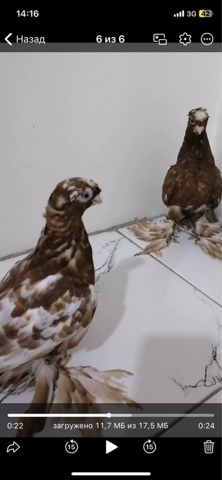 Продается голуби