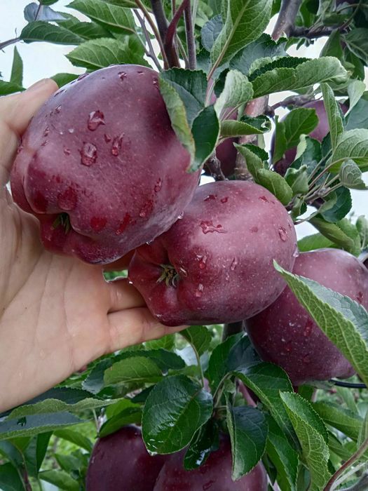 Олма кучатлари сотувда