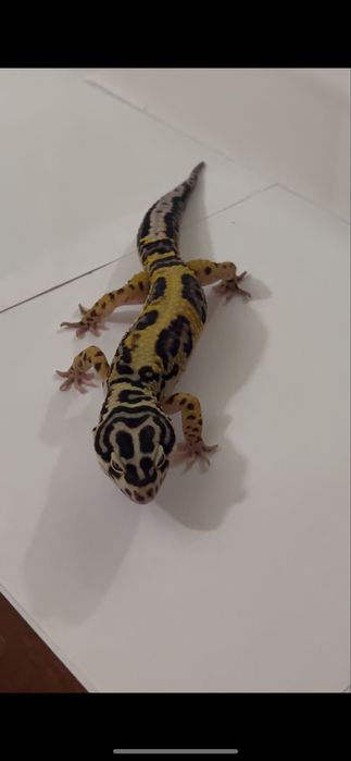 Эублефары (bandit) взрослые самцы