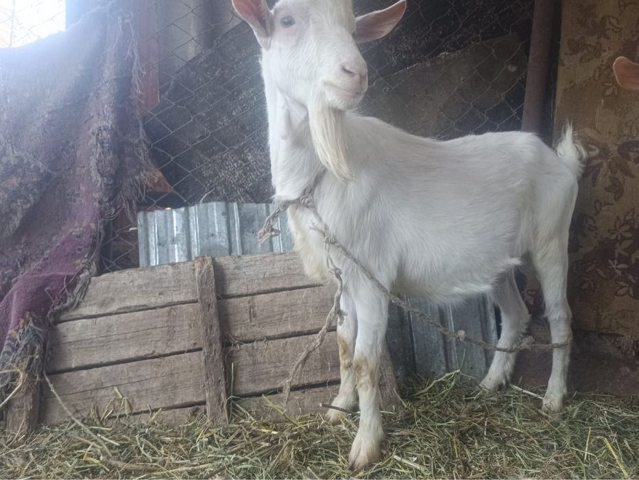 Продам срочно  продам