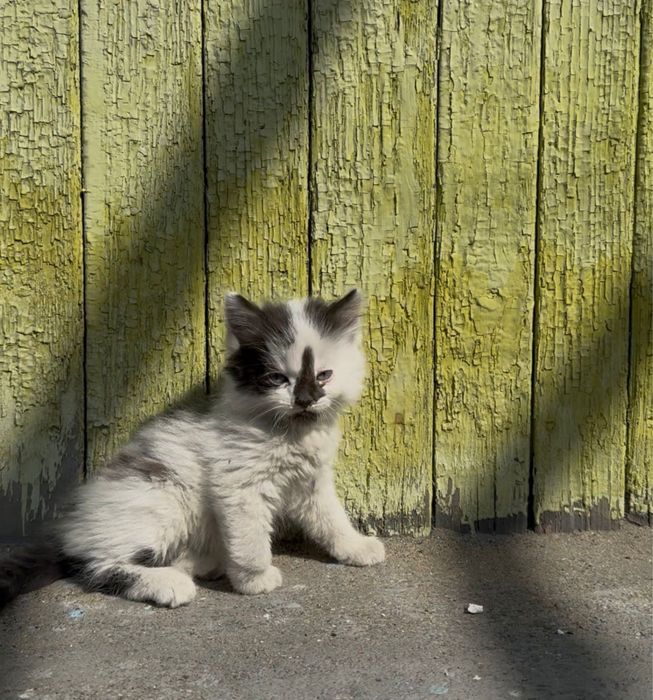 отдам котят даром