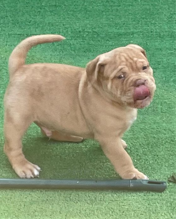 Американский булли