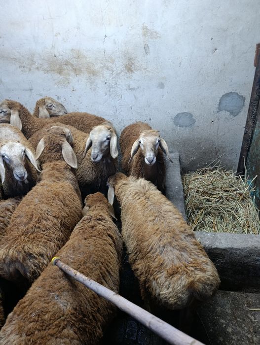Арашаны кочи  по 350000