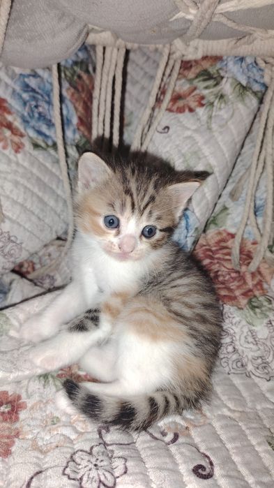 Котенок девочка  крупная