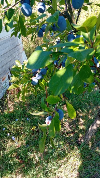 Prune proaspete din gradina