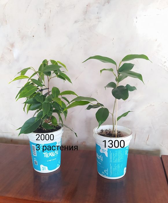 Комнатные цветы разные