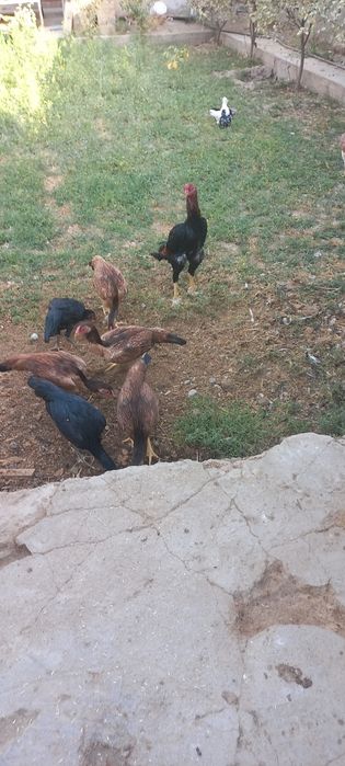 Zoti toza Makiyonlar sotiladi