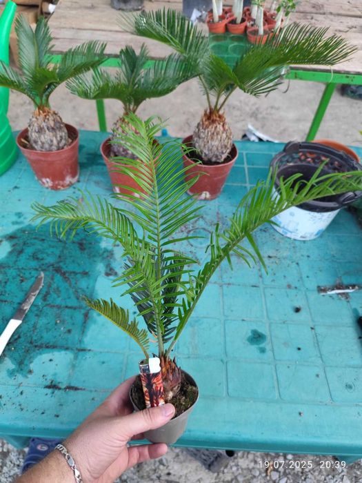 Цикас - Палма ,,