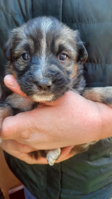 Отдам в добрые руки