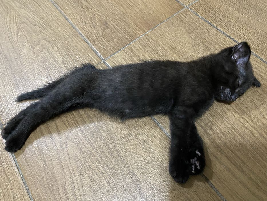 Отдам котят в добрые руки!