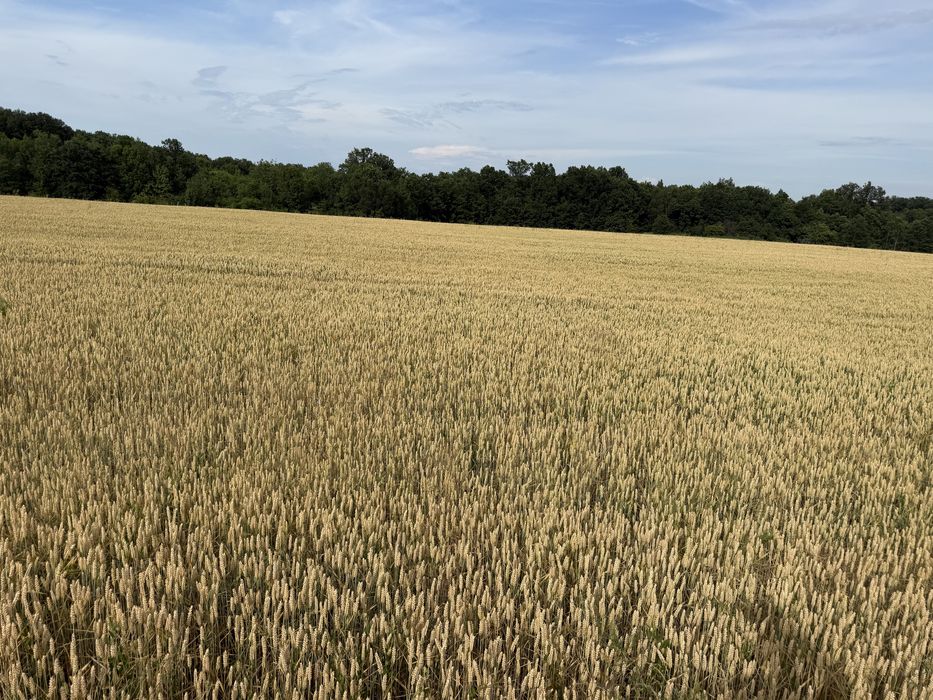 Lucernă ECOLOGICA baloți mari rotunzi 120/120 si 150/120