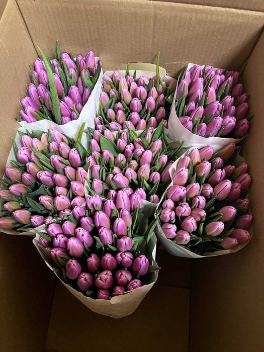 Тюльпаны к 8 марта оптом