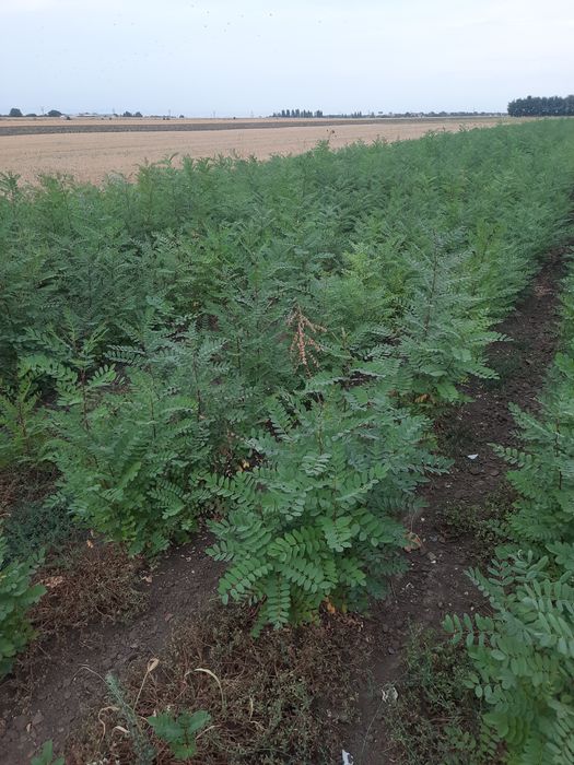 Puieti de salcam de vânzare 0,50 bani