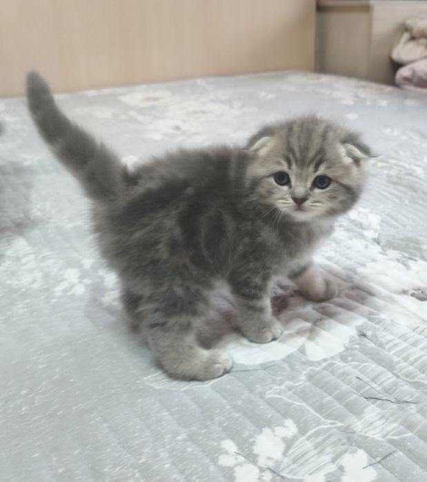 Продаются котята