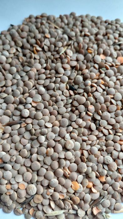 Чечевица красная