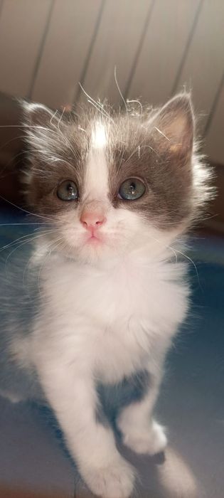 Котята все мальчики 1,5 месяцев