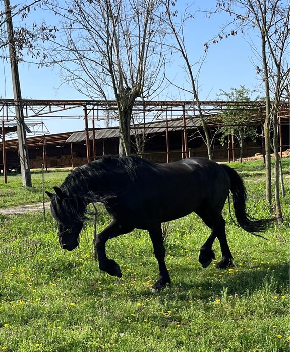 armasar friesian/friz sport