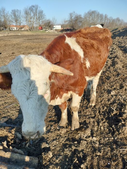 Junincă Bălțată Nefatata... aproximativ 450-500 kg