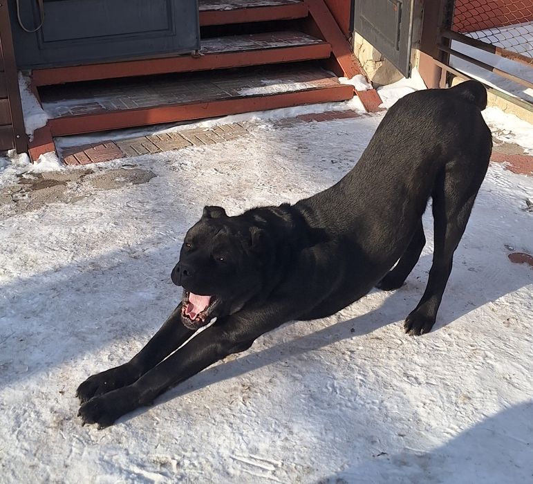 Кане корсо Вязка