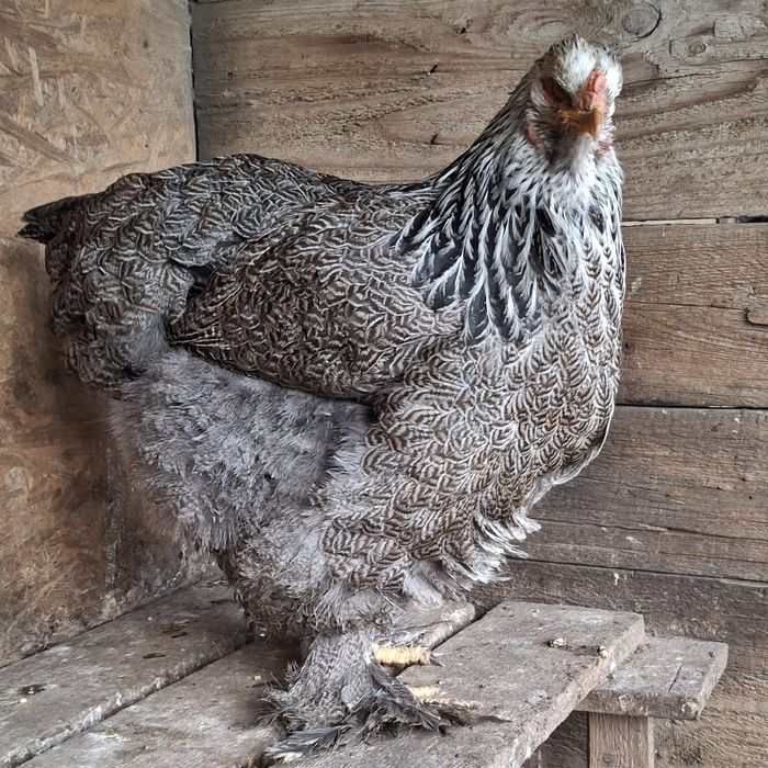 Vând găină brahma Hî