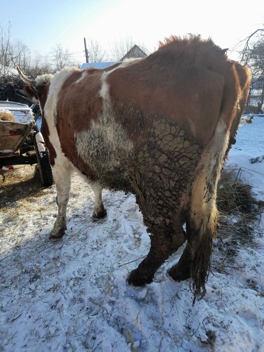 Vând vacă bălțată