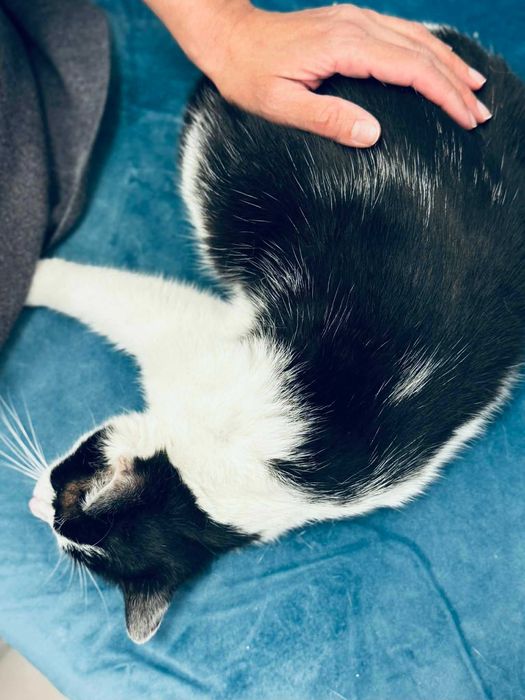 Коте Кари търси дом