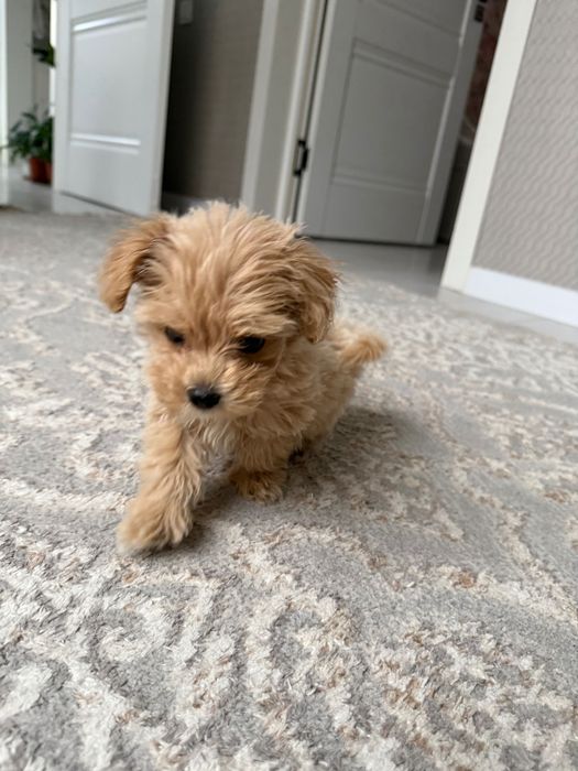 Продам щенка мини мальтипу