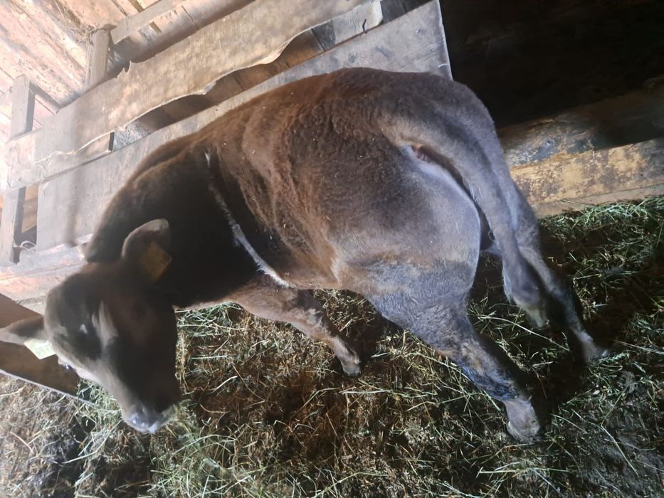 Vand vaca cu vitel jud. Hunedoara