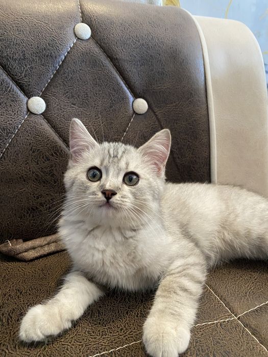 Мушук сотилади парода Scotch strays