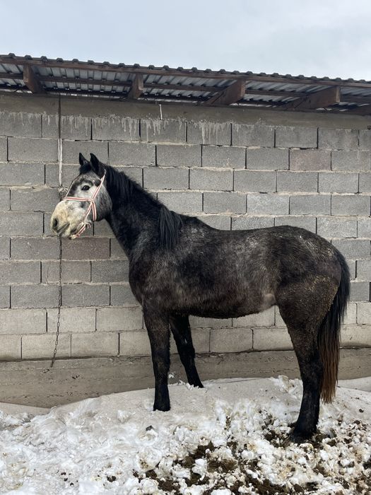 Донен бойы биык