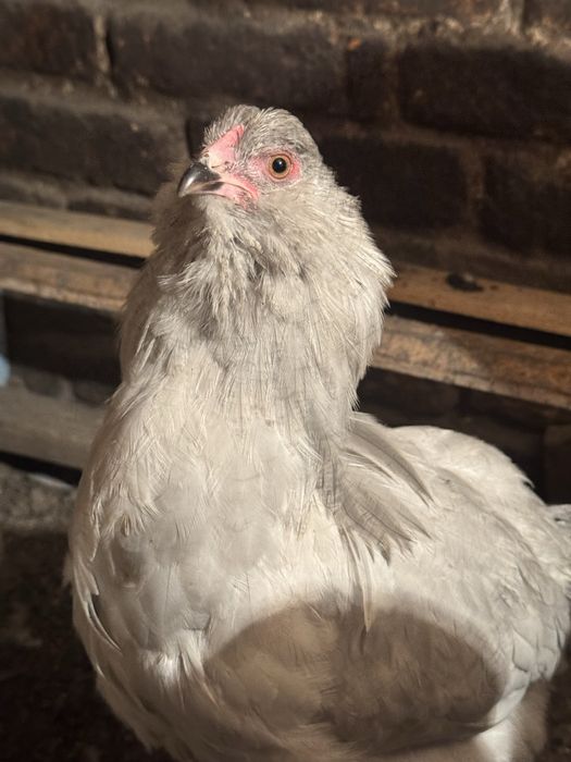 Продам петушков Ухейилюй