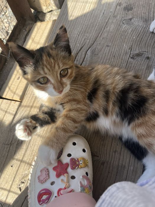 Отдам котят в хорошие руки.
