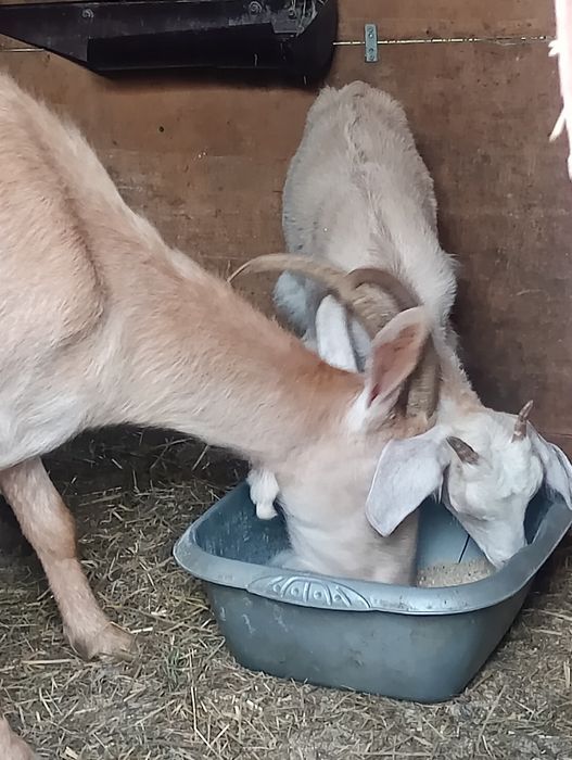 Lapte de capra gustos.