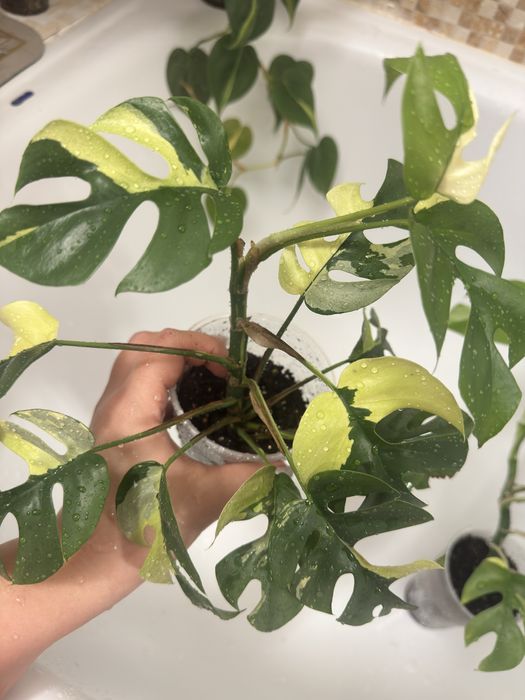 Растения разные