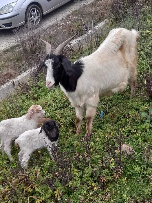 Vând capră cu 2 iezi