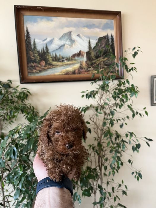 Мини пудели, цвят червен