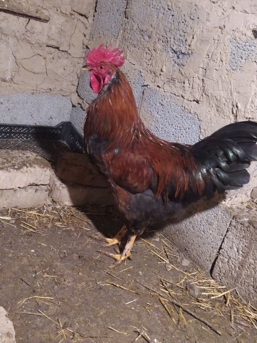 Қораздар сатылады. Петух продам.