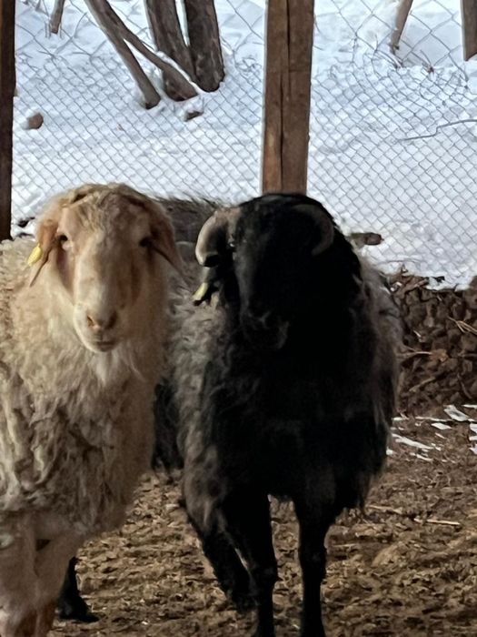 Қошқар , Теке сатылады