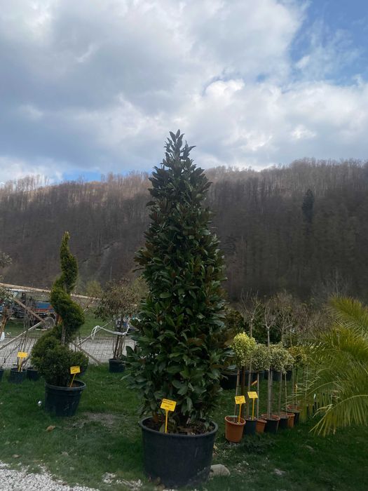 Plante Ornamentale pentru Gradini si Curti