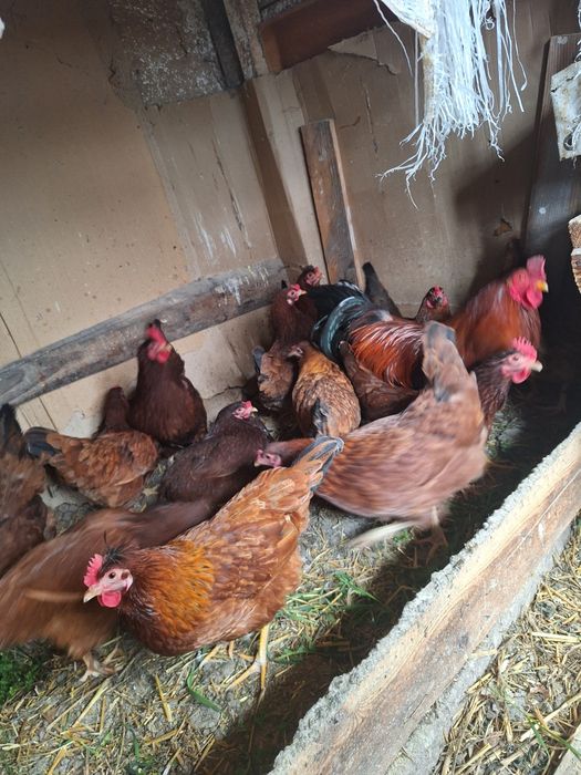 Vand 14 puicute și un cocos majoritatea fac oua cu coaja verde