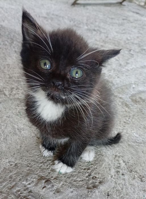 Котята бесплатно