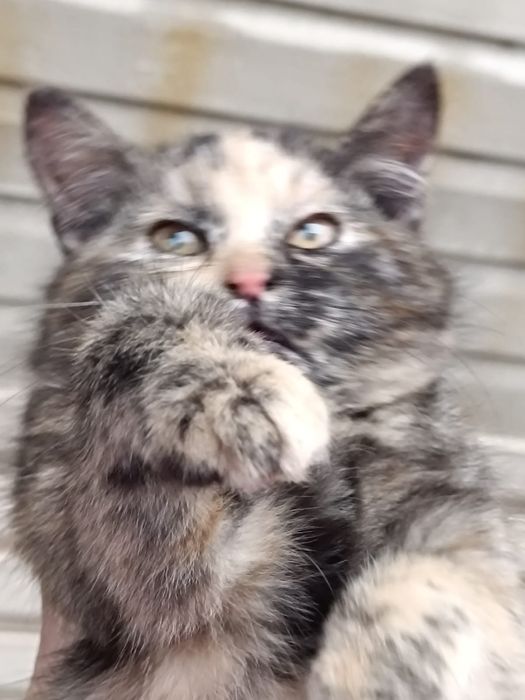 Мохнатое счастье